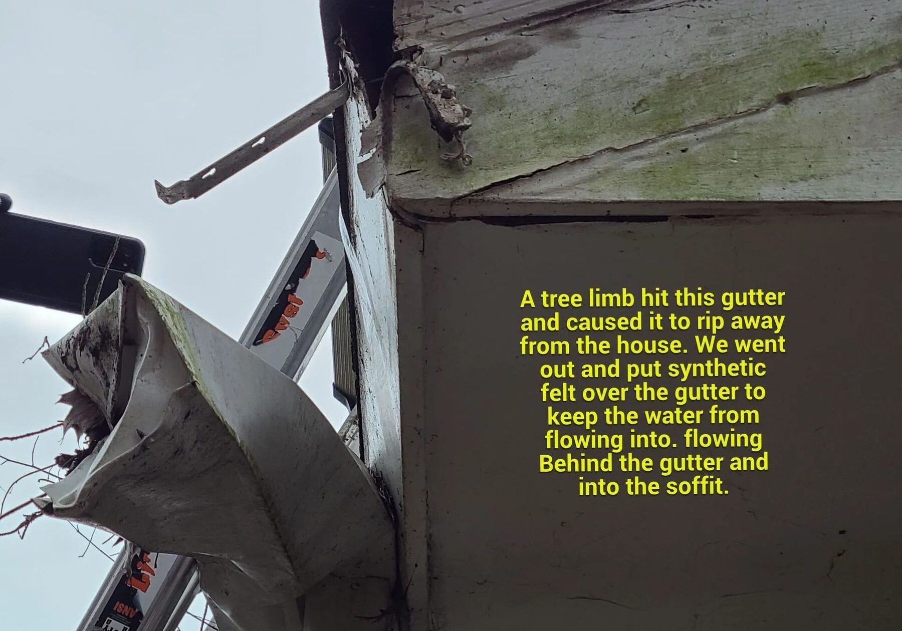 Imgi 3 Tree Meets Gutter 1920w